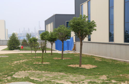 大葉絲棉木在園林綠化工程中的真實(shí)應(yīng)用效果分析