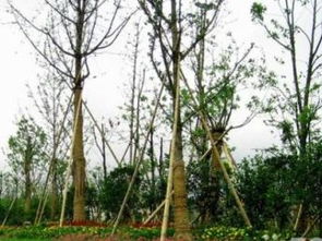 廣州園林綠化 專業綠化養護與工程服務，打造城市生態美